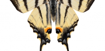 5. Paź żeglarz (Papilio podalirius)